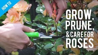 How To Grow Prune amp Care For A Rose Bush [upl. by Nemajneb500]