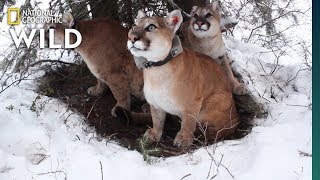 How Mountain Lion Mothers Care for Their Kittens  Nat Geo Wild [upl. by Moseley]