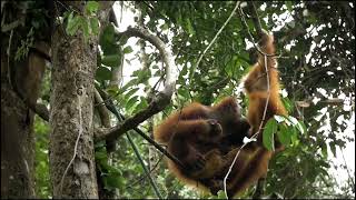 WILD Life DOCUMENTARY Orangutans [upl. by Johst806]