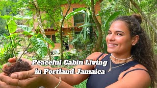 Peaceful Cabin living in Portland Jamaica 🇯🇲 ASMR [upl. by Irah11]