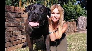 THE BOERBOEL LION DOG  MOST POWERFUL MASTIFF IN SOUTH AFRICA [upl. by Liagiba843]