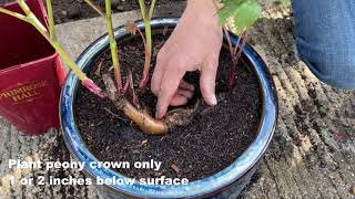 Growing Successful peonies  Planting in Containers Primrose Hall Peonies [upl. by Aneala]