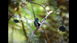 Behavior of Marvelous Spatuletail Loddigesia mirabilis in Huembo Lodge Amazonas region [upl. by Lil762]