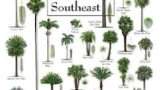 Palm Tree care Tips  facts deficiencies history [upl. by Atolrac]