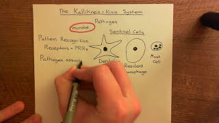 The KallikreinKinin System Part 1 [upl. by Yenitirb]