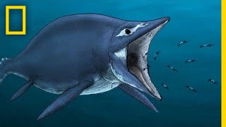 Ichthyosaurs 101  National Geographic [upl. by Poll]