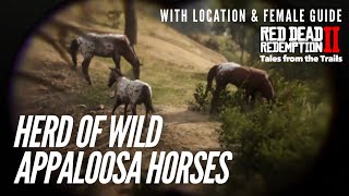 🗣 Red Dead Redemption 2 Herd of Wild Appaloosa Horses  Female Guide  Location [upl. by Taimi]