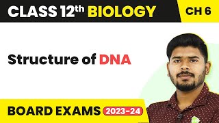 Structure of DNA  Molecular Basis of Inheritance  Class 12 Biology 202223 [upl. by Karlan]