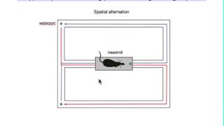 Hippocampus  development in simple pictures and MRI [upl. by Sibylla]