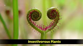 Heterotrophic Plants  Saprophytic  Parasitic  Insectivorous plants [upl. by Halullat560]