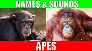 APES for Kids  Learning Ape Names and Sounds for Children [upl. by Haimaj142]