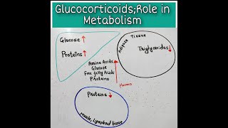 Endocrine Pharmacology Ar  Lec 06 Glucocorticoids Part 2 [upl. by Lenor]