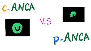 cANCA VS pANCA Autoantibodies  Autoimmune Diseases [upl. by Lathe]