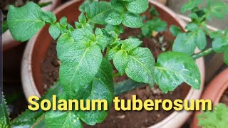 All about solanum tuberosum [upl. by Anillehs]