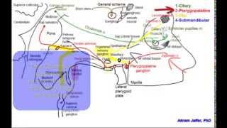 Cranial parasympathetic ganglia [upl. by Nahbois]