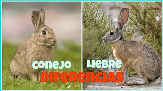 Diferencias entre un Conejo y una Liebre [upl. by Cnut188]