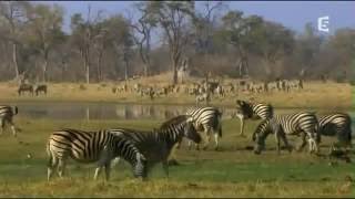 Documentaire Français La Savane Africaine Complet [upl. by Ailahk731]