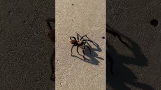 Tarantula Hawk Victorious [upl. by Ais263]