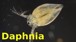 Daphnia [upl. by Dagna]