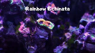 Rainbow Echinata Coral [upl. by Annawit230]