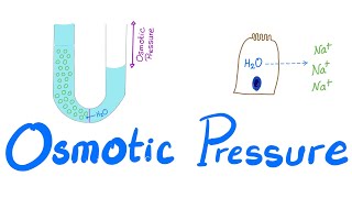 Osmotic Pressure  Osmosis  Colligative property  Physiology Series [upl. by Dust]