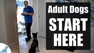 The First Steps For Training Your RescueRehomedAdult Dog [upl. by Reinhold]