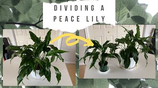 Peace Lily Propagation for Beginners  Dividing a Peace Lily [upl. by Lehacim]