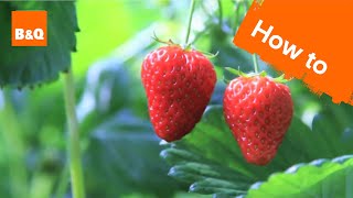 How to grow amp harvest strawberry plants [upl. by Stu788]