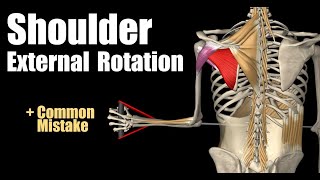 Shoulder External Rotation With Cable [upl. by Michail809]