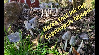 Time lapse Hares foot ink cap mushroom Coprinopsis Lagopus [upl. by Jump]