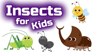 Insects for Kids [upl. by Nottage]