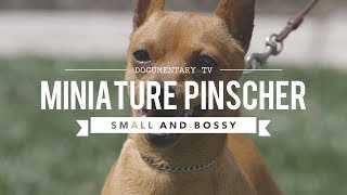 ALL ABOUT MINIATURE PINSCHER  SMALL AND BOSSY [upl. by Yerffej836]