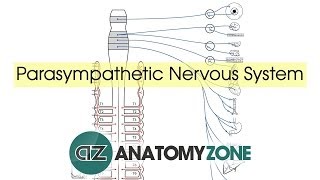 Parasympathetic Nervous System Anatomy [upl. by Gina]