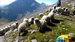 Meet the Valais blacknose sheep [upl. by Dyanna]