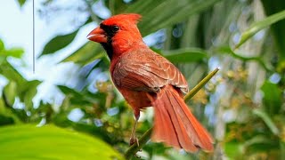 Beautiful Cardinal Calls from Florida 🎶🐦 [upl. by Aleetha754]