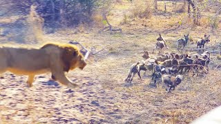 Male Lion Takes Out Wild Dog Pups [upl. by Navarro838]