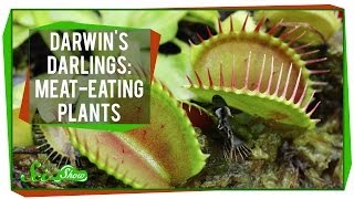 Darwins Darlings MeatEating Plants [upl. by Gimpel]