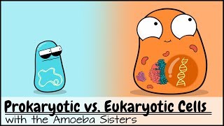 Prokaryotic vs Eukaryotic Cells Updated [upl. by Bergh]