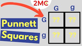 Punnett Square Basics  Mendelian Genetic Crosses [upl. by Supple531]