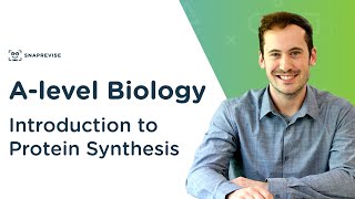 Introduction to Protein Synthesis  Alevel Biology  OCR AQA Edexcel [upl. by Rhetta]