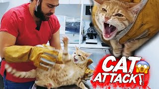 YENİ KEDİ SALDIRISI Diş Tırnak amp Pençe Yedik  cat attack  menalcicek TheVet [upl. by Tandy]