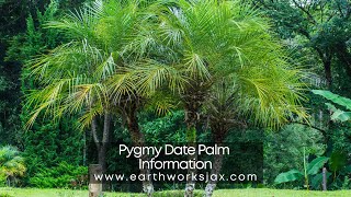 Pygmy Date Palm Information [upl. by Aloise383]