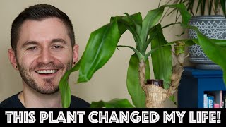 How This Plant Changed My Life Dracaena Fragrans [upl. by Rad]