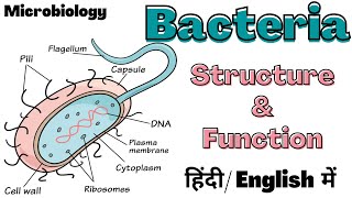 Bacteria  Structure and Function  Microbiology  Hindi [upl. by Wordoow]