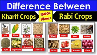 Difference Between Kharif And Rabi Crops pardhaighar [upl. by Cirderf626]