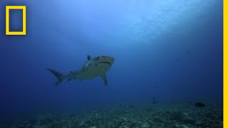 The Jersey Shore Shark Attacks  SharkFest [upl. by Airednaxela]