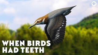 When Birds Had Teeth [upl. by Ahsel]