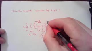 Drawing a tripeptide at pH 7 [upl. by Kareem43]