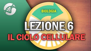 BIOLOGIA  Lezione 6  Il Ciclo Cellulare [upl. by Atauqal372]