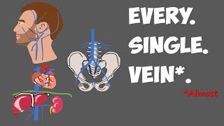 How do veins work  The venous valves [upl. by Apurk]